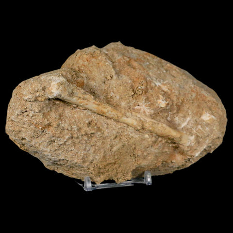 4" Pterosaur Tethydraco Regalis Fossil Bone Upper Cretaceous Morocco Stand COA - Fossil Age Minerals