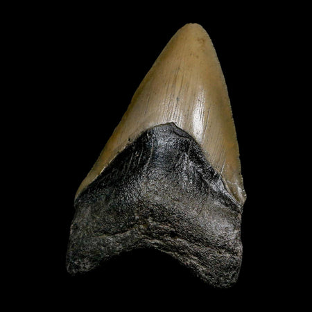 XL 3.8" Quality Megalodon Shark Tooth Serrated Fossil Natural Miocene Age COA