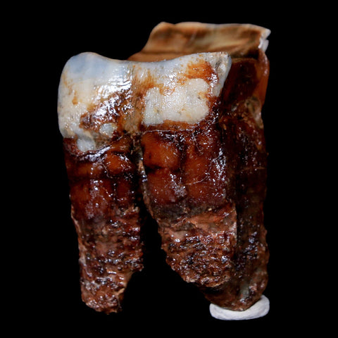 1.7" Woolly Rhinoceros Fossil Rooted Tooth Pleistocene Age Megafauna Russia COA - Fossil Age Minerals