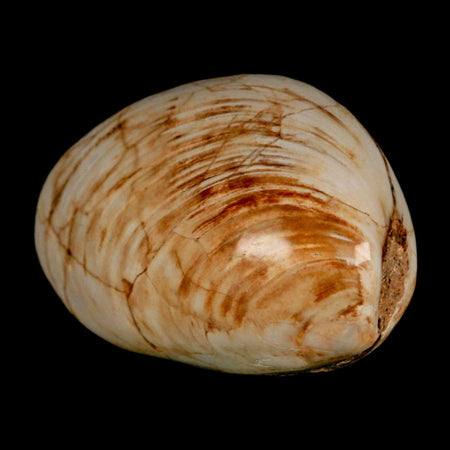 3" Clam Fossil Polished Jurassic Madagascar Bivalve Mollusk 150 Million Years Old