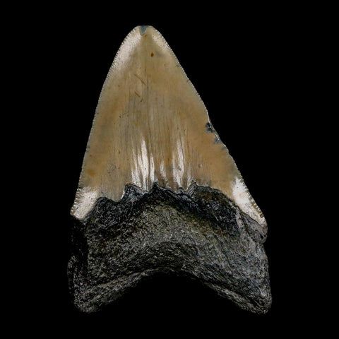XL 3.8" Quality Megalodon Shark Tooth Serrated Fossil Natural Miocene Age COA - Fossil Age Minerals