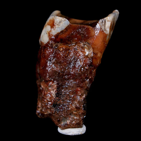 1.7" Woolly Rhinoceros Fossil Rooted Tooth Pleistocene Age Megafauna Russia COA - Fossil Age Minerals
