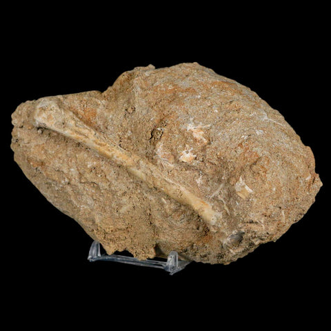 4" Pterosaur Tethydraco Regalis Fossil Bone Upper Cretaceous Morocco Stand COA - Fossil Age Minerals