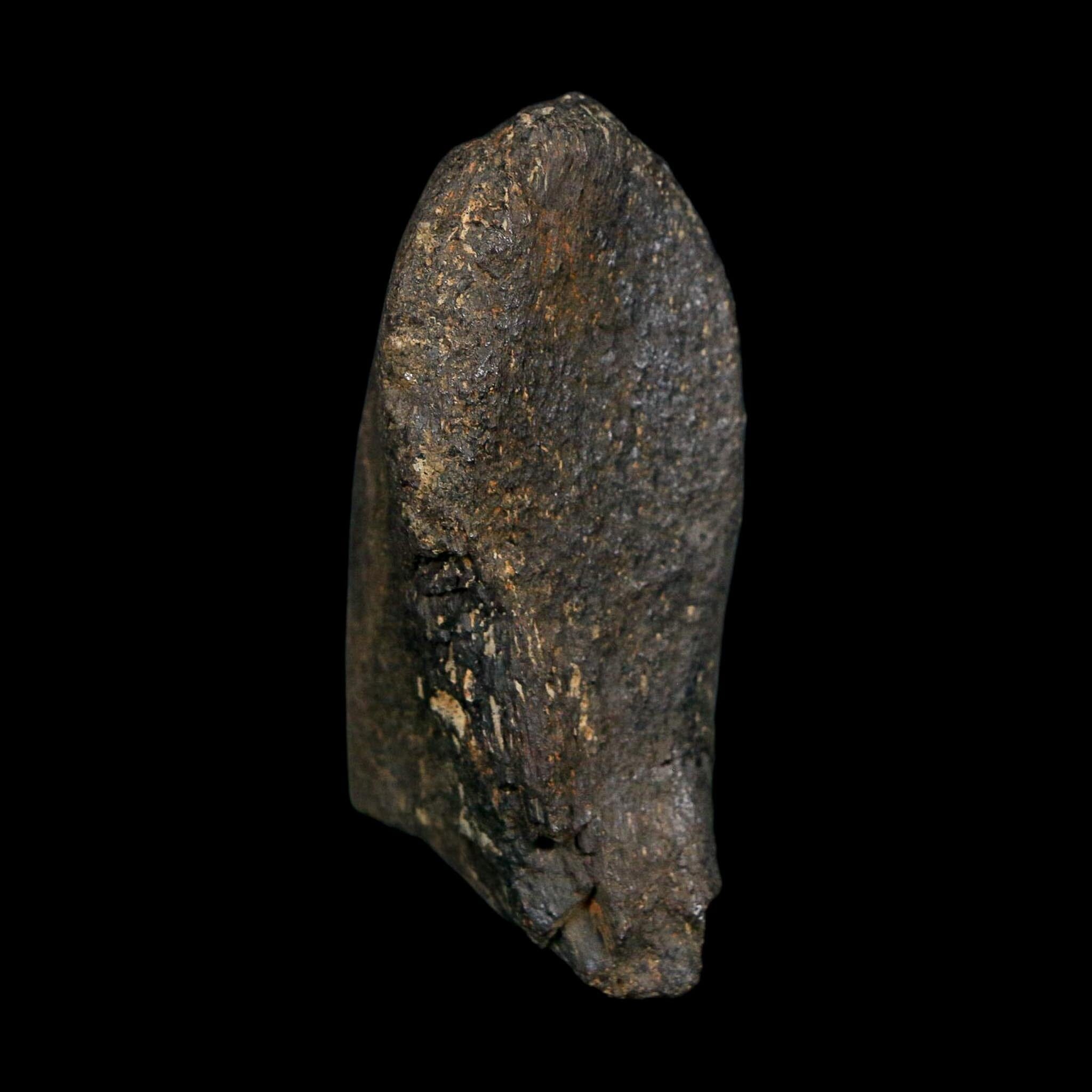 2.2" Hypacrosaurus Dinosaur Fossil Vertebrae Process Two Medicine FM Montana COA