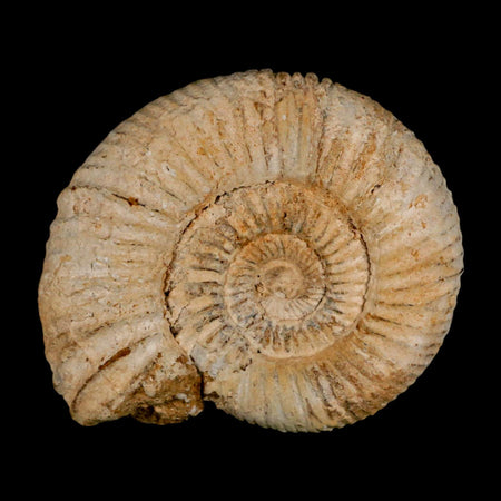 85MM Perisphinctes Ammonite Fossil Nautilus Madagascar Jurassic Age COA