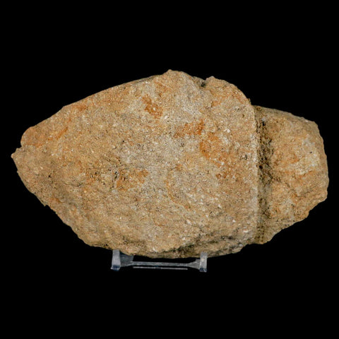 4" Pterosaur Tethydraco Regalis Fossil Bone Upper Cretaceous Morocco Stand COA - Fossil Age Minerals