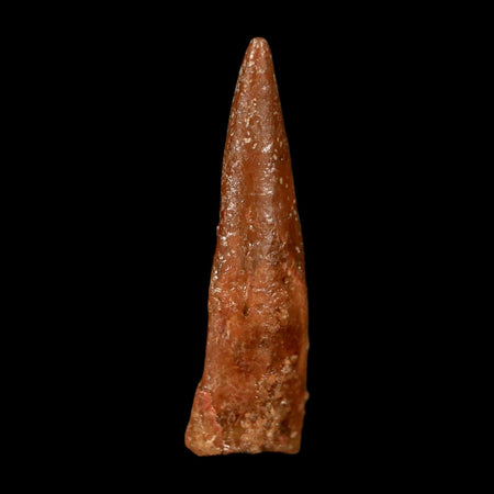 0.7" Pterosaur Coloborhynchus Fossil Tooth Upper Cretaceous Morocco COA & Display