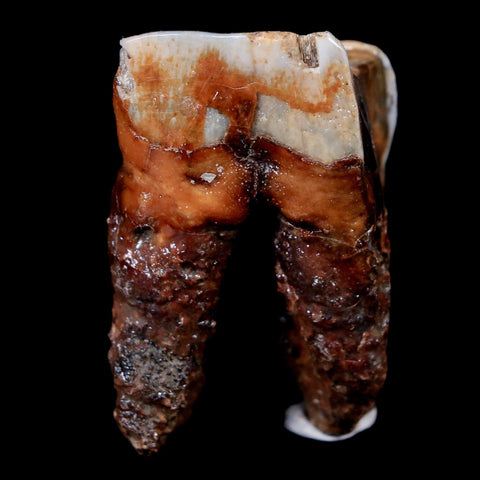 1.7" Woolly Rhinoceros Fossil Rooted Tooth Pleistocene Age Megafauna Russia COA - Fossil Age Minerals