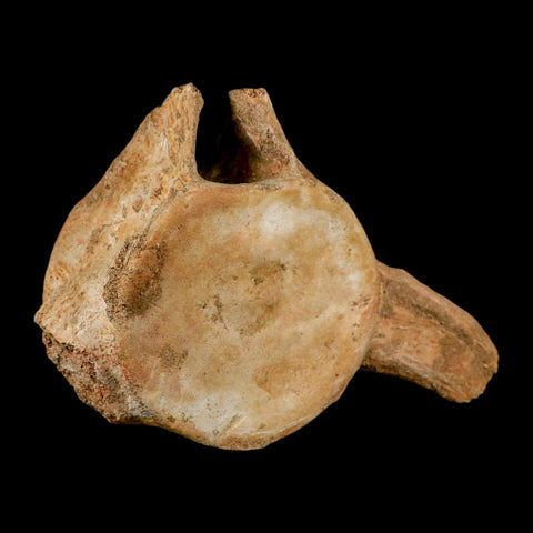 XL 7" Plesiosaur Fossil Vertebrae Cretaceous Dinosaur Era Morocco Zarafasaura COA - Fossil Age Minerals