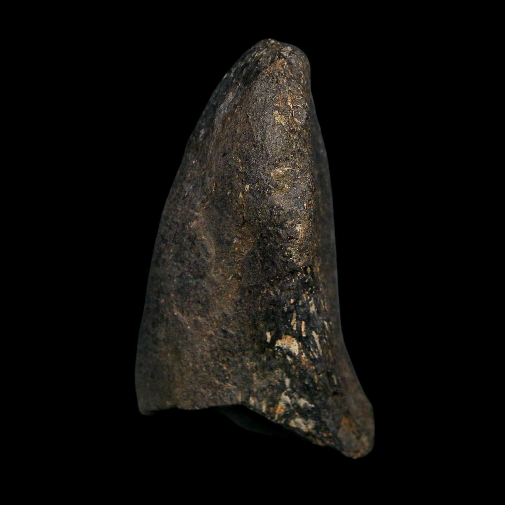 2.2" Hypacrosaurus Dinosaur Fossil Vertebrae Process Two Medicine FM Montana COA