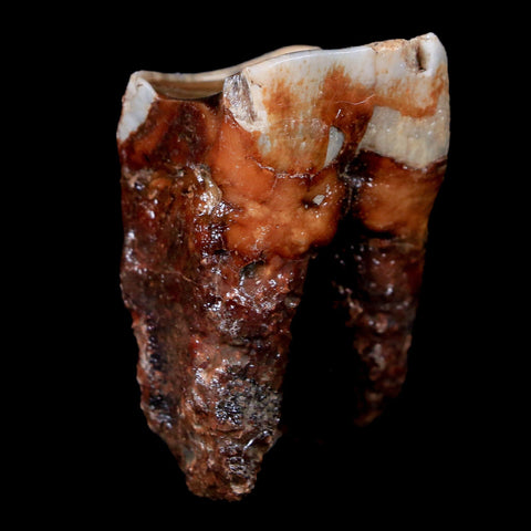 1.7" Woolly Rhinoceros Fossil Rooted Tooth Pleistocene Age Megafauna Russia COA - Fossil Age Minerals