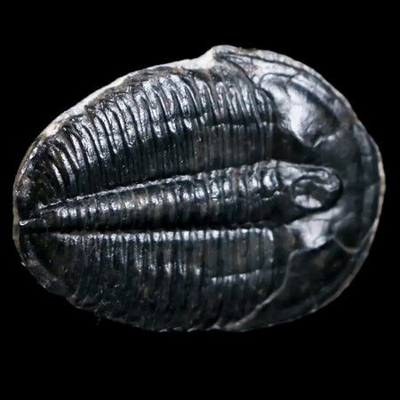1.2" Elrathia Kingi Trilobite Fossil Utah Cambrian Age 521 Million Years Old COA