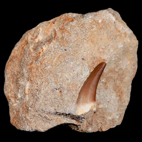 1.2" Plesiosaur Zarafasaura Tooth Fossil In Matrix Cretaceous Dinosaur Era COA - Fossil Age Minerals
