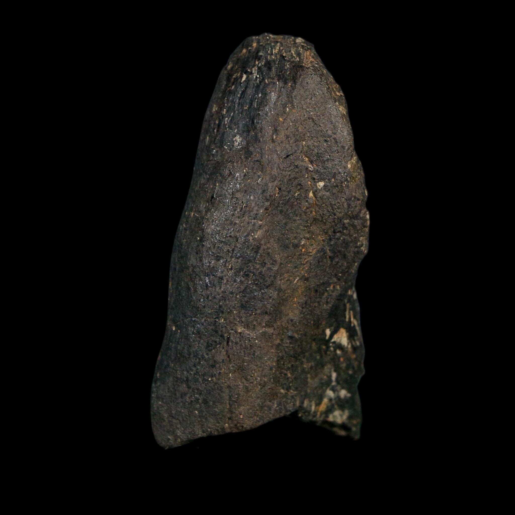 2.2" Hypacrosaurus Dinosaur Fossil Vertebrae Process Two Medicine FM Montana COA