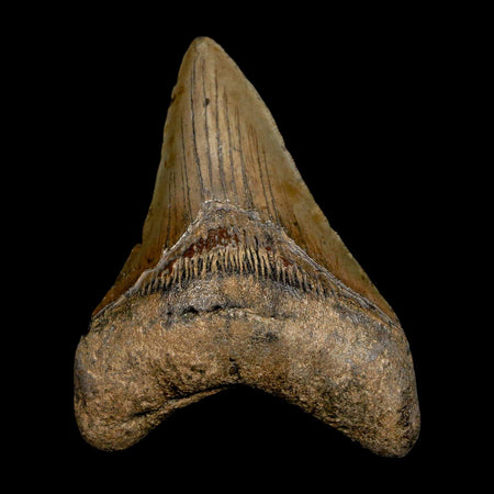 XL 3.7" Quality Megalodon Shark Tooth Serrated Fossil Natural Miocene Age COA