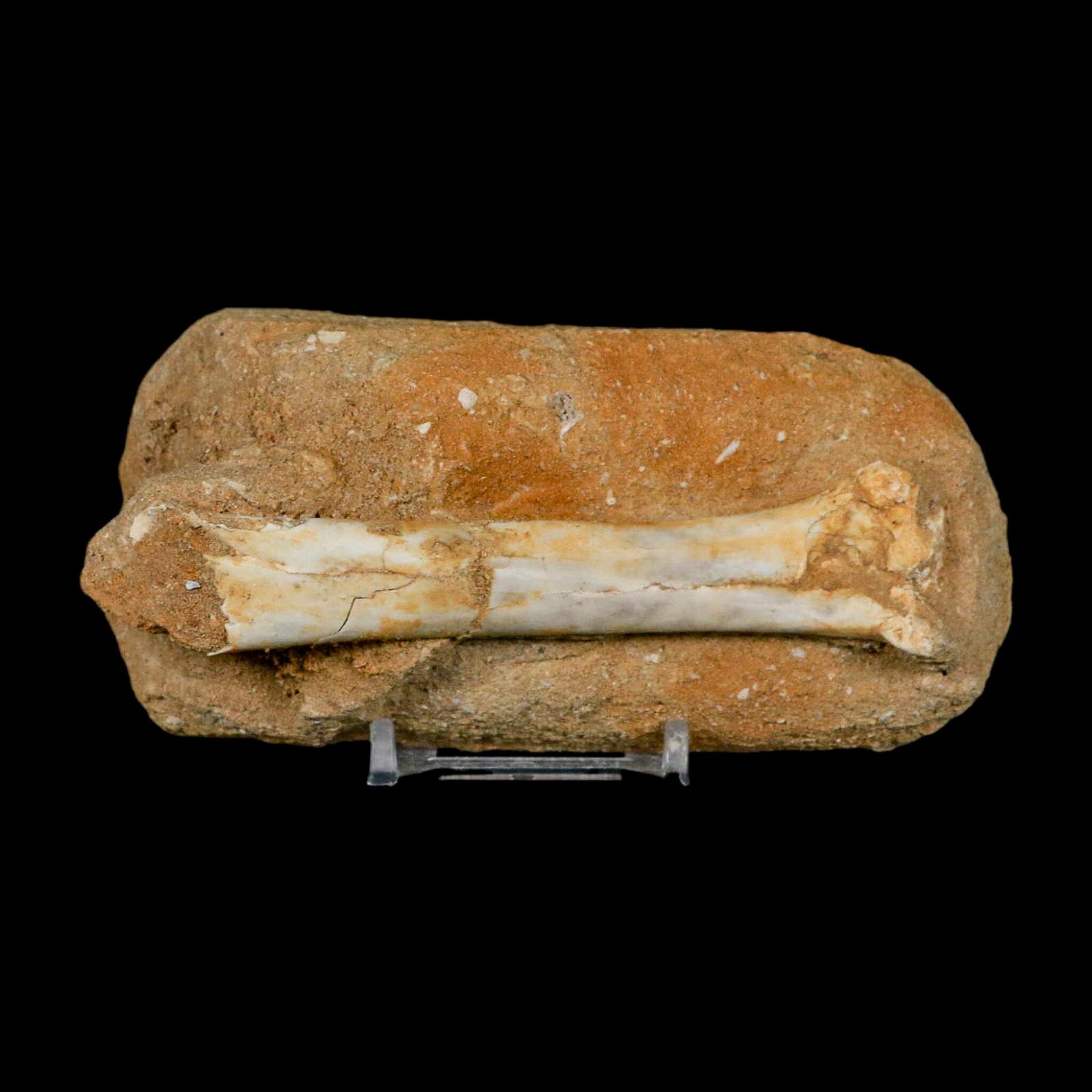 4.4" Pterosaur Tethydraco Regalis Fossil Bone Upper Cretaceous Morocco Stand COA - Fossil Age Minerals