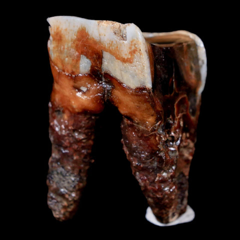 1.7" Woolly Rhinoceros Fossil Rooted Tooth Pleistocene Age Megafauna Russia COA - Fossil Age Minerals