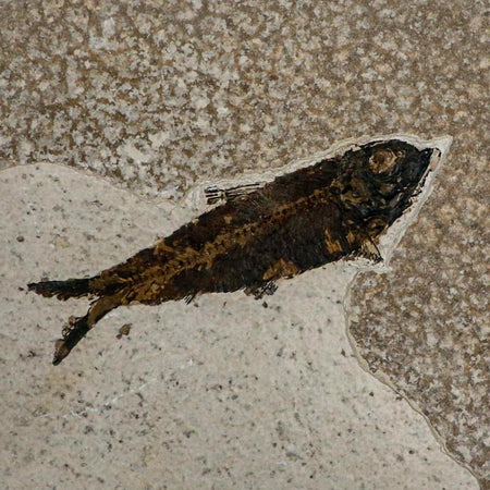 XL 4.8" Knightia Eocaena Fossil Fish Green River FM WY Eocene Age COA & Stand