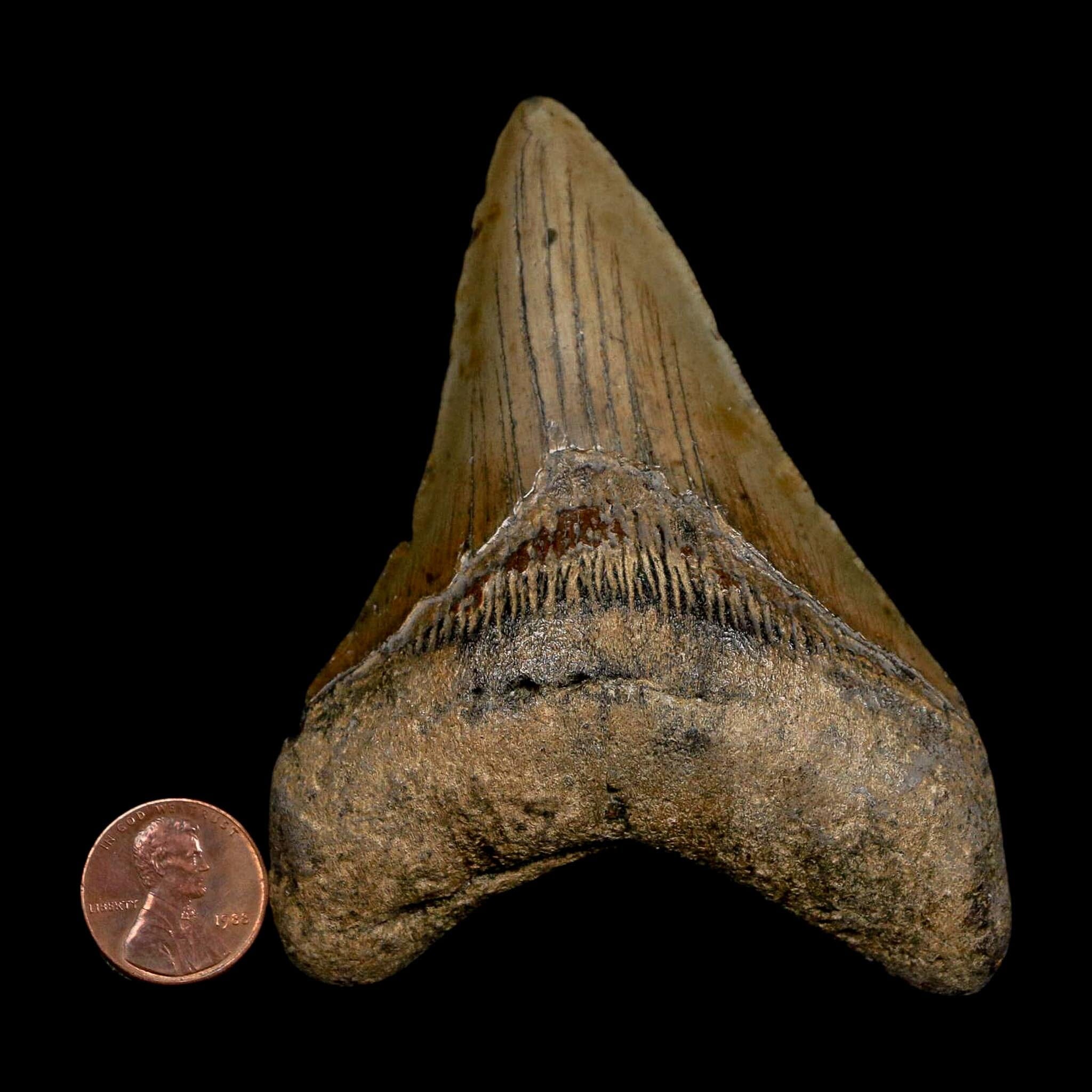 XL 3.7" Quality Megalodon Shark Tooth Serrated Fossil Natural Miocene Age COA - Fossil Age Minerals