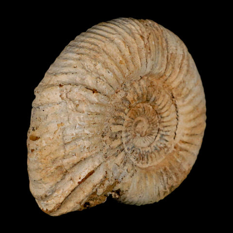 85MM Perisphinctes Ammonite Fossil Nautilus Madagascar Jurassic Age COA - Fossil Age Minerals