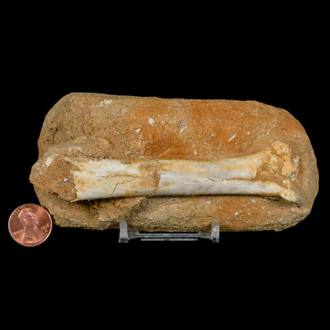 4.4" Pterosaur Tethydraco Regalis Fossil Bone Upper Cretaceous Morocco Stand COA - Fossil Age Minerals