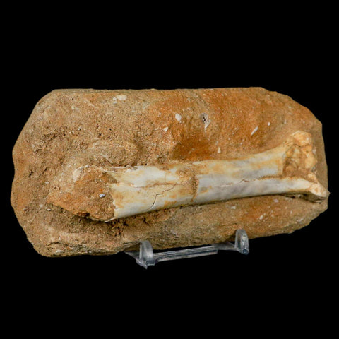 4.4" Pterosaur Tethydraco Regalis Fossil Bone Upper Cretaceous Morocco Stand COA - Fossil Age Minerals