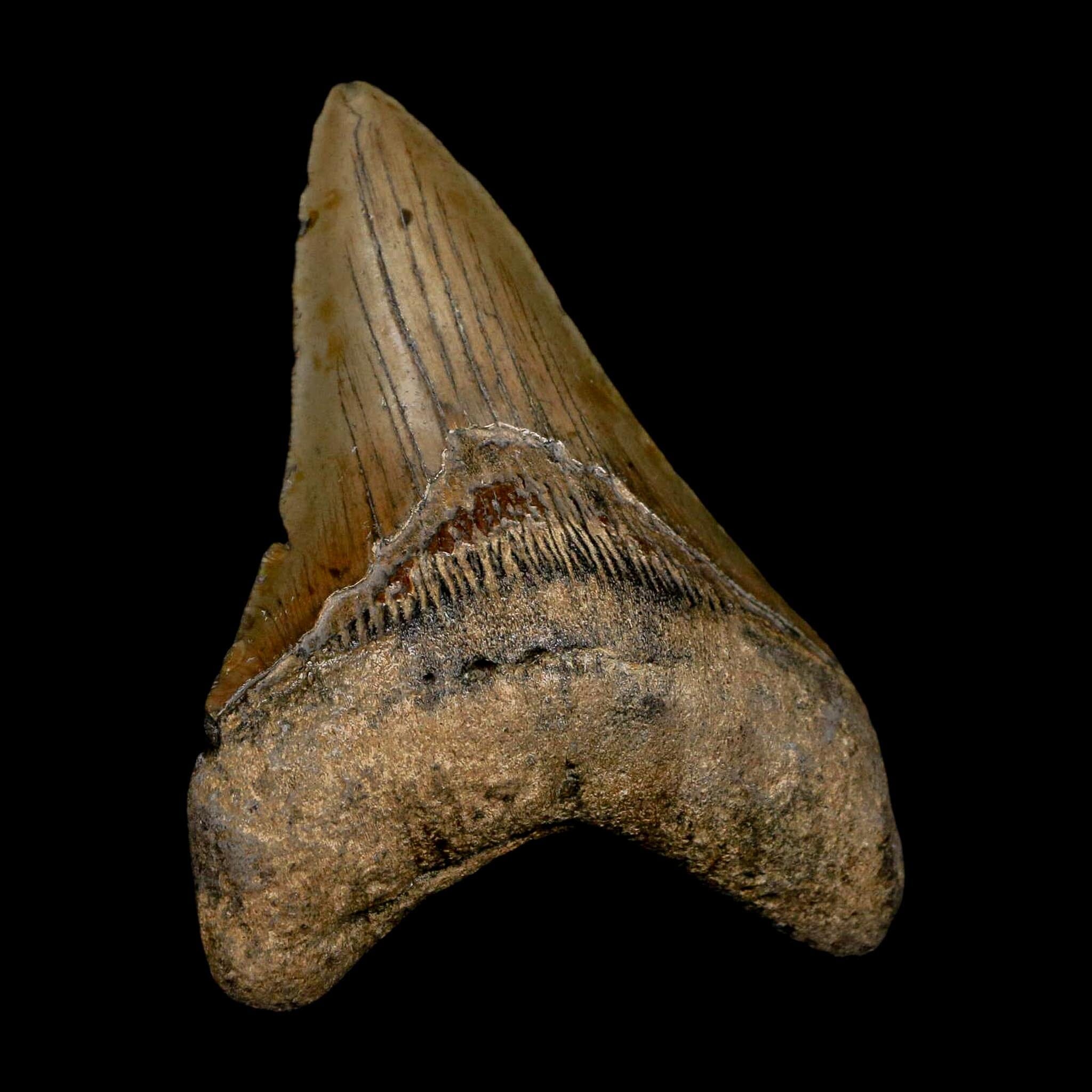 XL 3.7" Quality Megalodon Shark Tooth Serrated Fossil Natural Miocene Age COA - Fossil Age Minerals