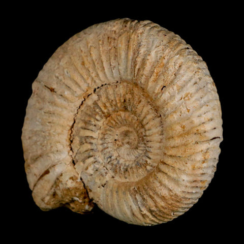 85MM Perisphinctes Ammonite Fossil Nautilus Madagascar Jurassic Age COA - Fossil Age Minerals