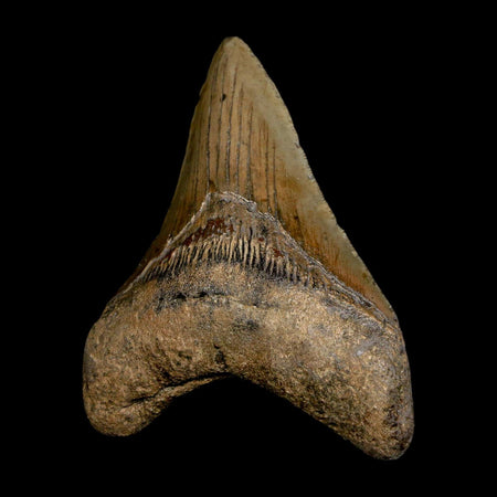 XL 3.7" Quality Megalodon Shark Tooth Serrated Fossil Natural Miocene Age COA