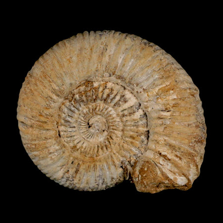 85MM Perisphinctes Ammonite Fossil Nautilus Madagascar Jurassic Age COA