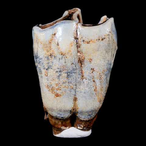 2.1" Woolly Rhinoceros Fossil Rooted Tooth Pleistocene Age Megafauna Russia COA - Fossil Age Minerals