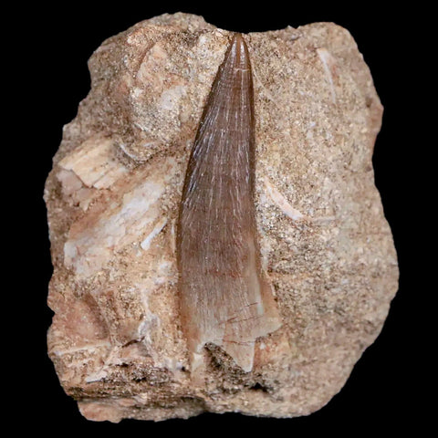 1.8" Plesiosaur Zarafasaura Tooth Fossil In Matrix Cretaceous Dinosaur Era COA - Fossil Age Minerals