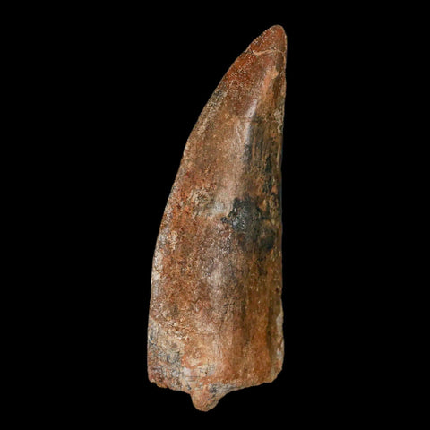 3.2" Carcharodontosaurus Fossil Tooth Cretaceous Theropod Dinosaur Stand, COA - Fossil Age Minerals