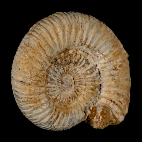 85MM Perisphinctes Ammonite Fossil Nautilus Madagascar Jurassic Age COA - Fossil Age Minerals