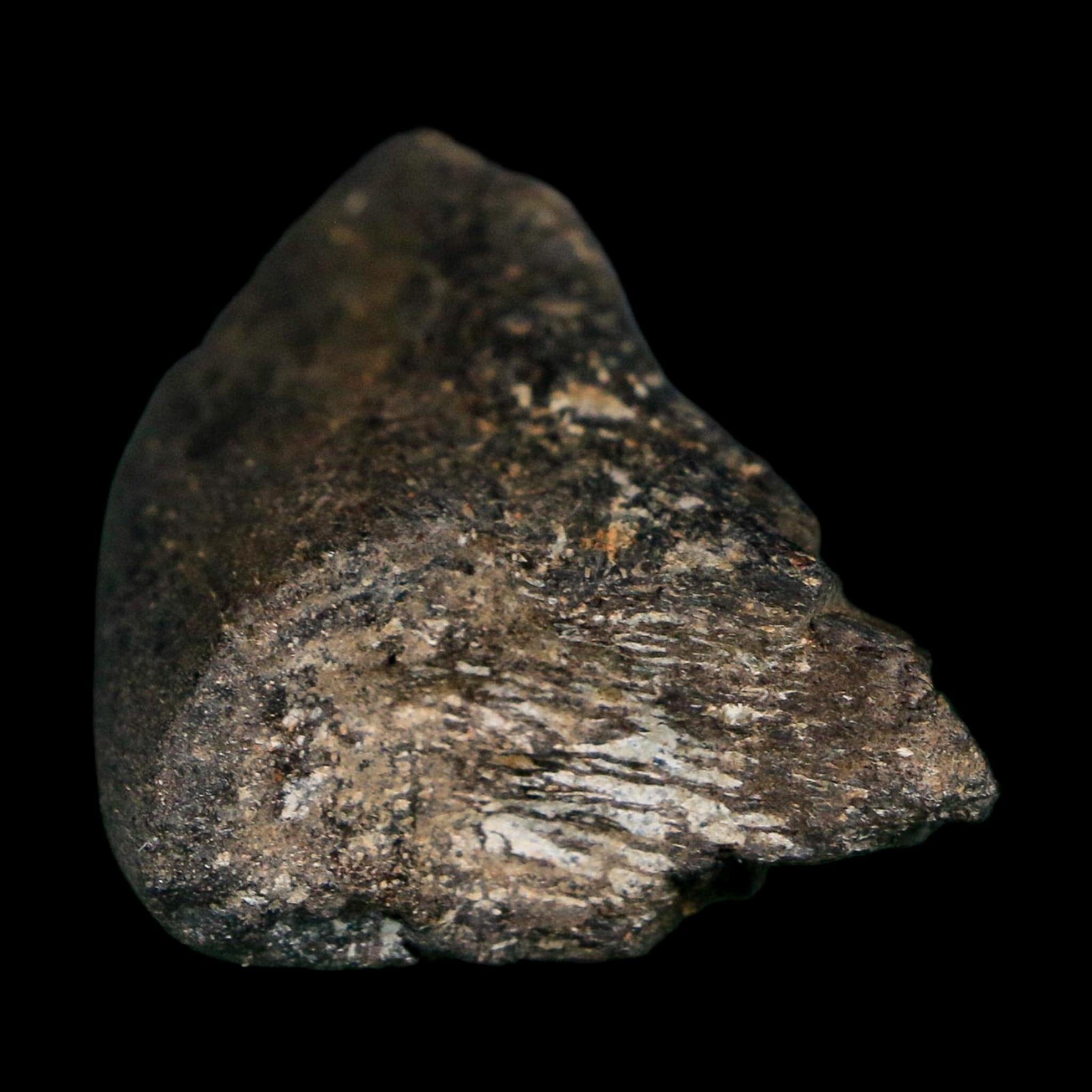 2.2" Hypacrosaurus Dinosaur Fossil Vertebrae Process Two Medicine FM Montana COA