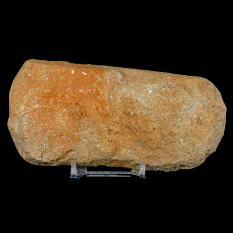 4.4" Pterosaur Tethydraco Regalis Fossil Bone Upper Cretaceous Morocco Stand COA - Fossil Age Minerals