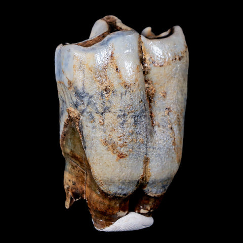 2.1" Woolly Rhinoceros Fossil Rooted Tooth Pleistocene Age Megafauna Russia COA - Fossil Age Minerals
