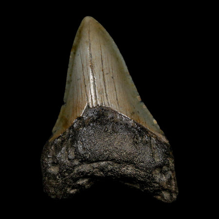 3.3" Quality Megalodon Shark Tooth Serrated Fossil Natural Miocene Age COA