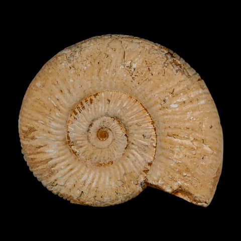 87MM Perisphinctes Ammonite Fossil Nautilus Madagascar Jurassic Age COA - Fossil Age Minerals