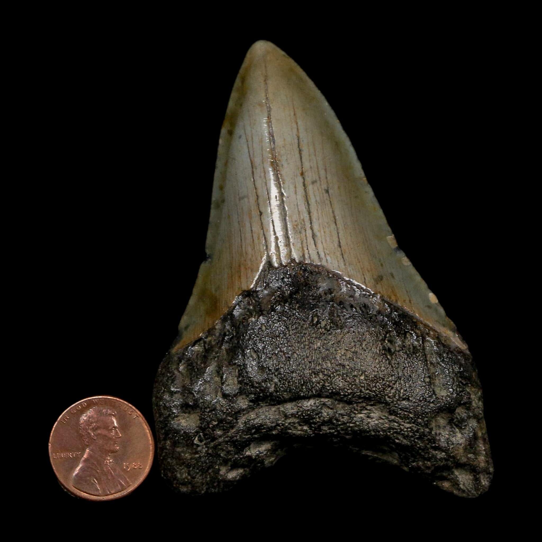 3.3" Quality Megalodon Shark Tooth Serrated Fossil Natural Miocene Age COA - Fossil Age Minerals