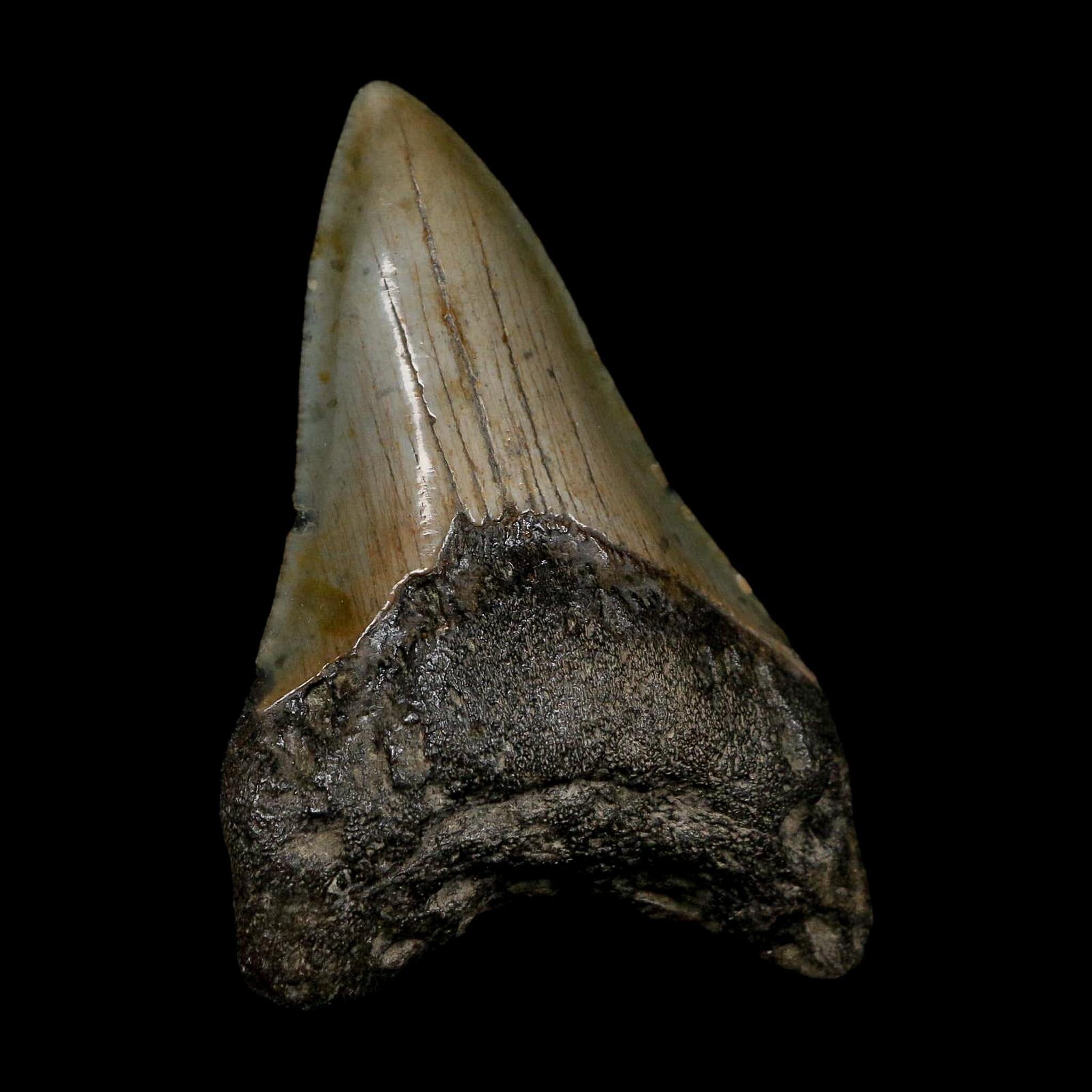 3.3" Quality Megalodon Shark Tooth Serrated Fossil Natural Miocene Age COA - Fossil Age Minerals