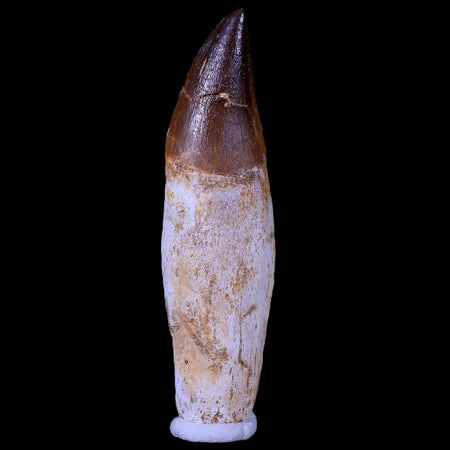 XL 4.4" Mosasaur Prognathodon Fossil Tooth Rooted Cretaceous Dinosaur Era COA