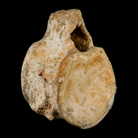 XL 4.4" Plesiosaur Fossil Vertebrae Cretaceous Dinosaur Era Morocco Zarafasaura COA - Fossil Age Minerals