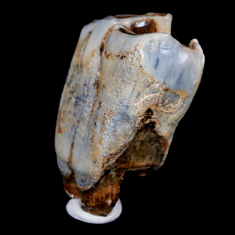 2.1" Woolly Rhinoceros Fossil Rooted Tooth Pleistocene Age Megafauna Russia COA - Fossil Age Minerals