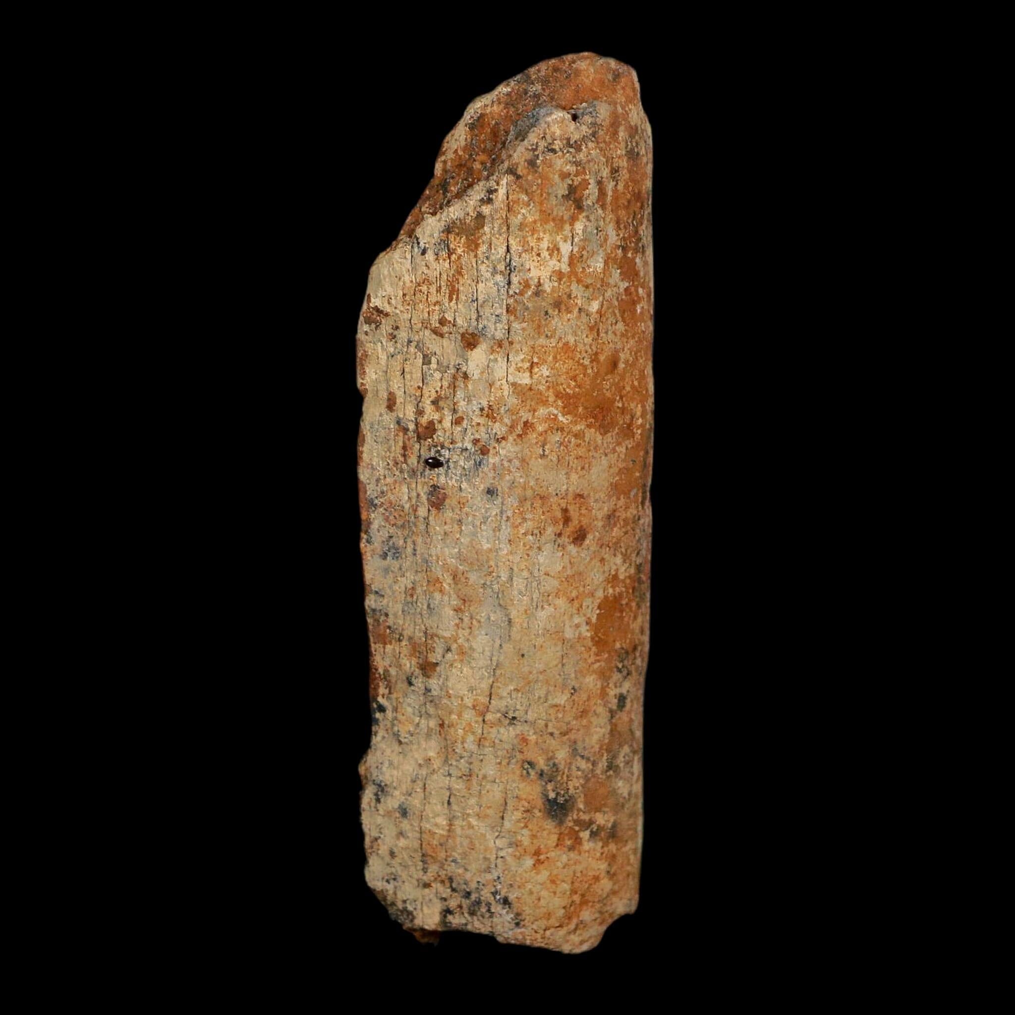 3.1" Corythosaurus Fossil Rib Bone Judith River FM Cretaceous Dinosaur Montana COA