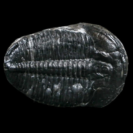 1.3" Elrathia Kingi Trilobite Fossil Utah Cambrian Age 521 Million Years Old COA