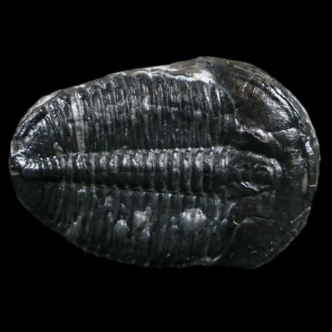 1.3" Elrathia Kingi Trilobite Fossil Utah Cambrian Age 521 Million Years Old COA - Fossil Age Minerals