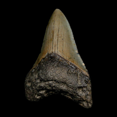 3.3" Quality Megalodon Shark Tooth Serrated Fossil Natural Miocene Age COA