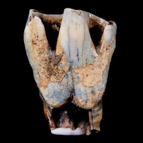 2.1" Woolly Rhinoceros Fossil Rooted Tooth Pleistocene Age Megafauna Russia COA - Fossil Age Minerals