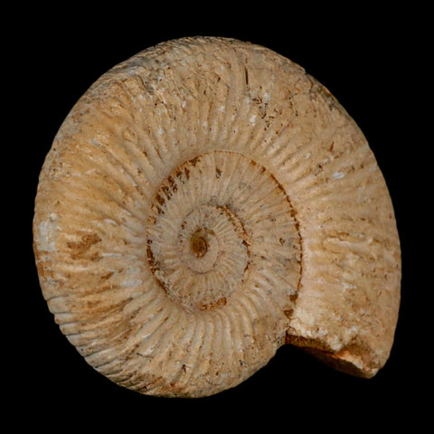 87MM Perisphinctes Ammonite Fossil Nautilus Madagascar Jurassic Age COA - Fossil Age Minerals